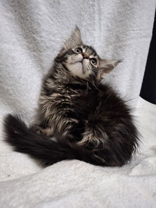 Девочка Мейн Кун