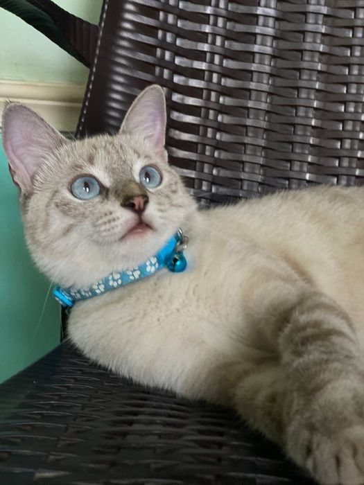 mushuk Tabby Point zotli