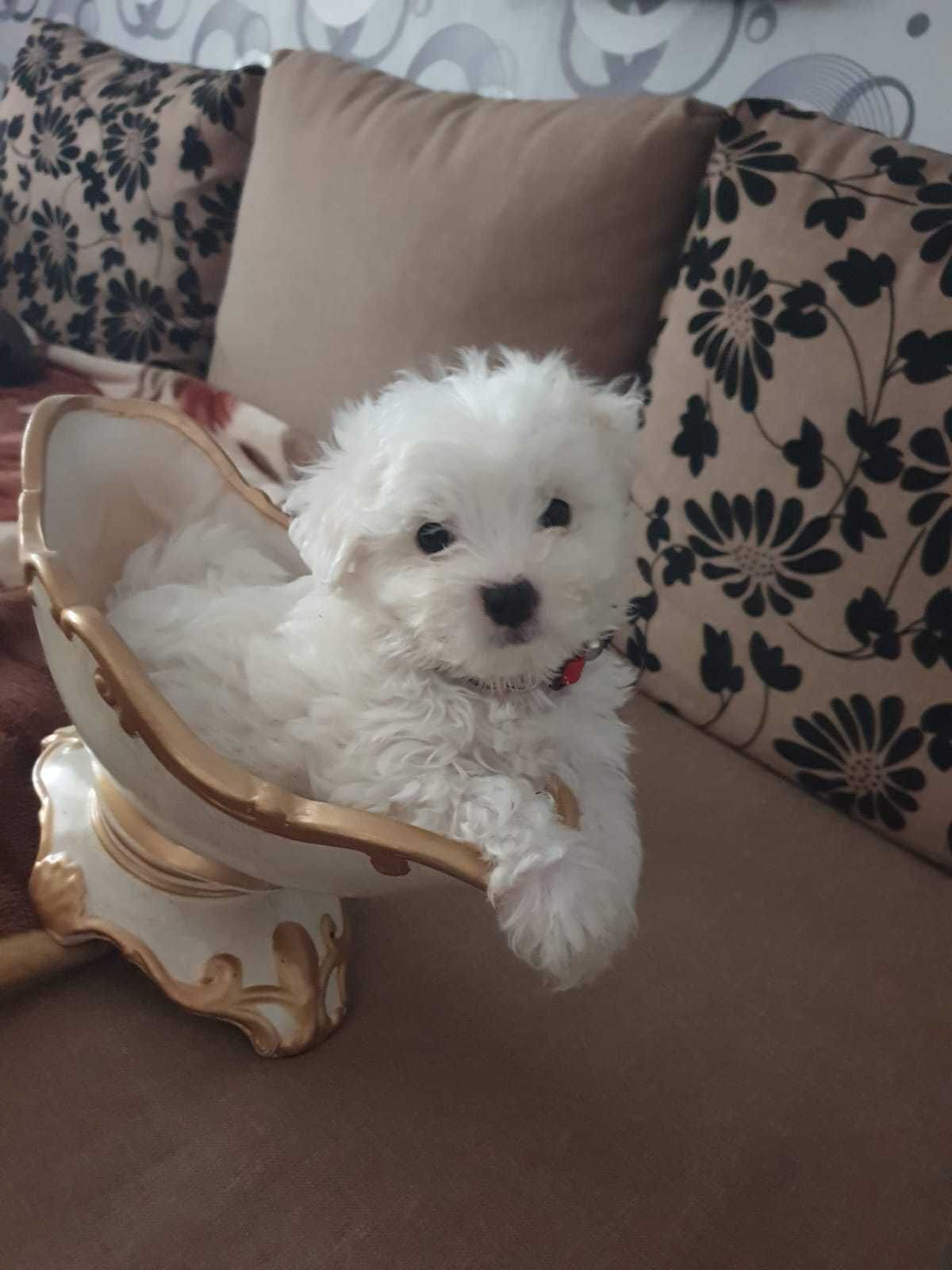 Bichon Maltese Catelusi Pedigree