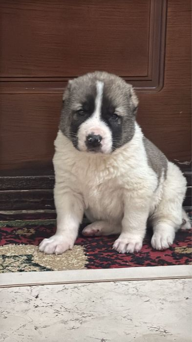 кушик сатылады жаксы кан