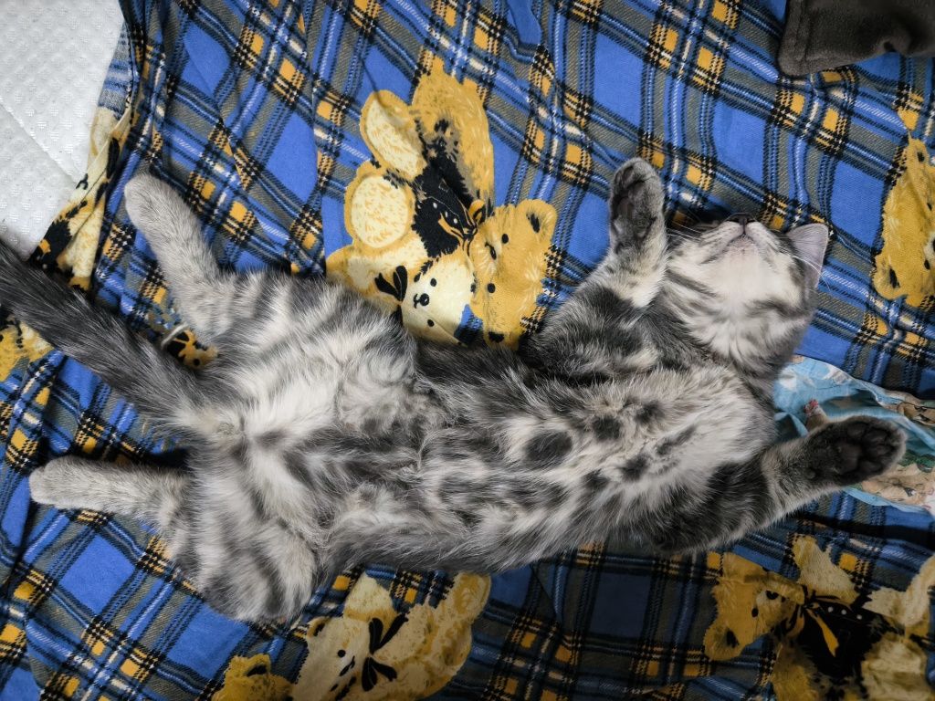 Скотиш страйт котенок два месяца