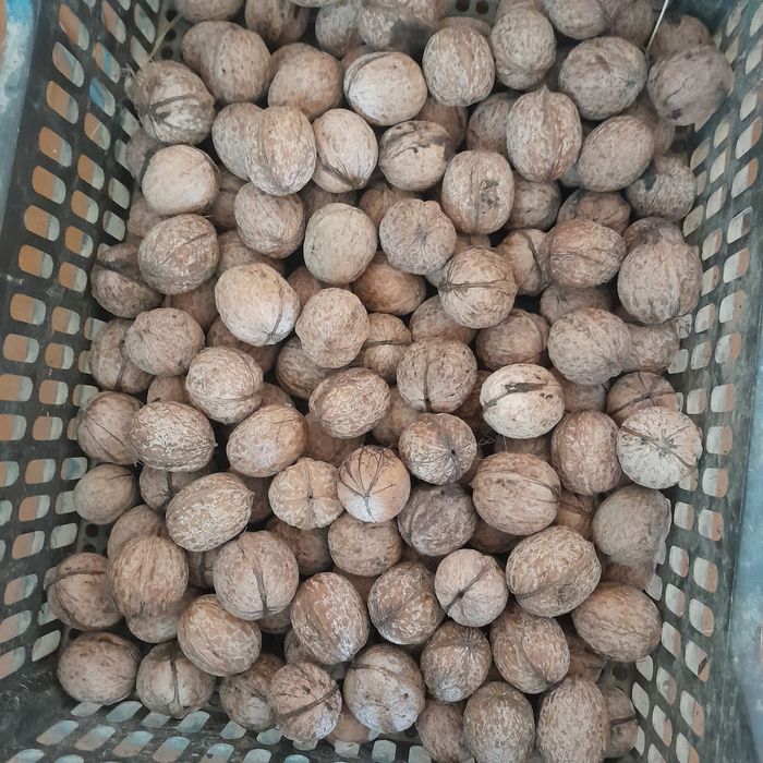 Dumaloq yong'oq bor.