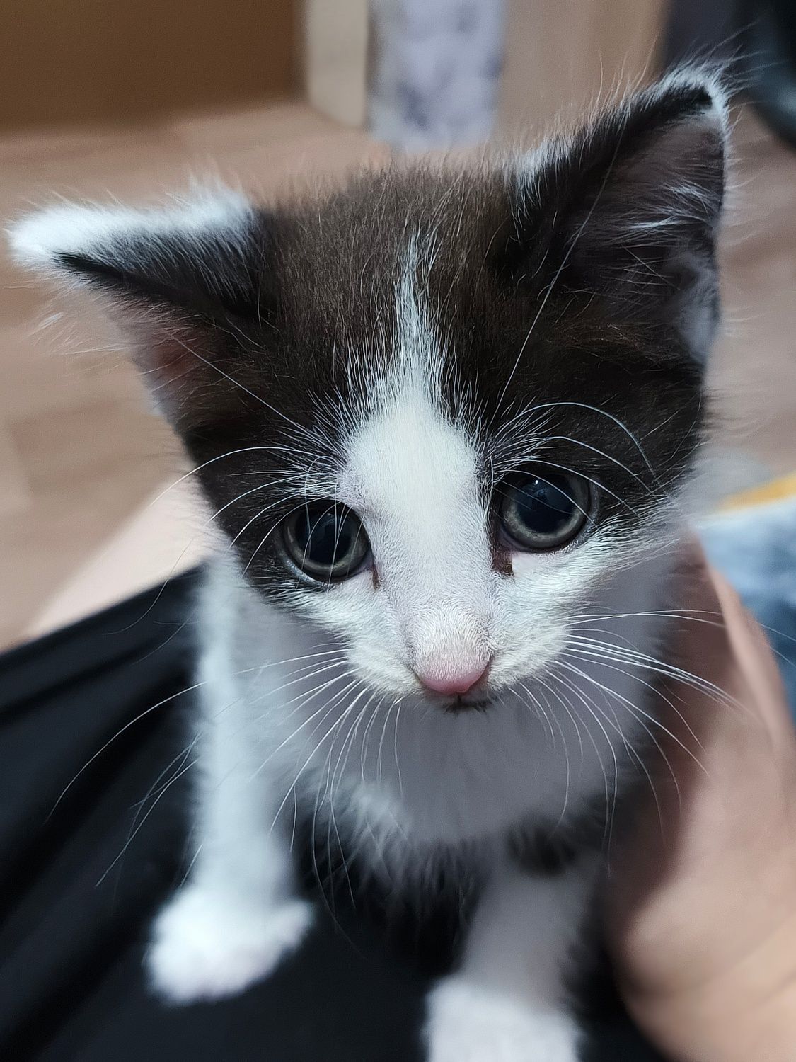 Котенок в самые любящие руки!