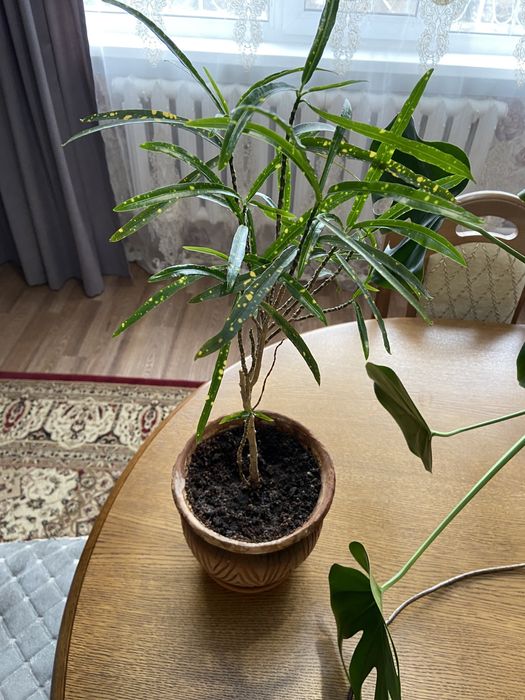 Продам комнатный цветок Кротон