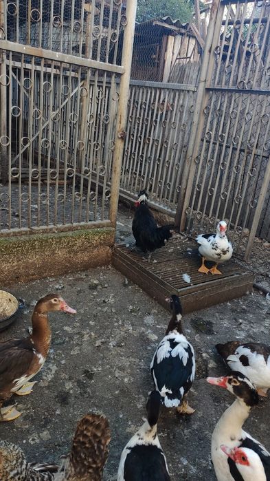 Vând rațe mute (leșești)