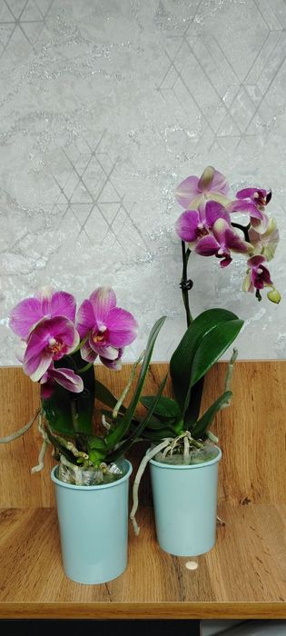 Орхидея Phalaenopsis Orchids in Purple