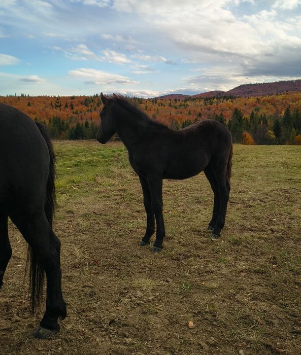 Manz armasar Frizian