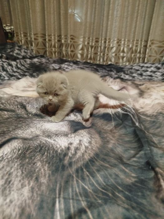 Продаются котята