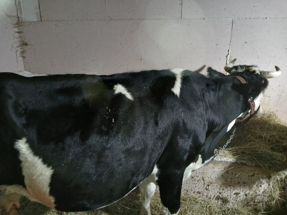 Vând vaca gestanta la a 3 fătare