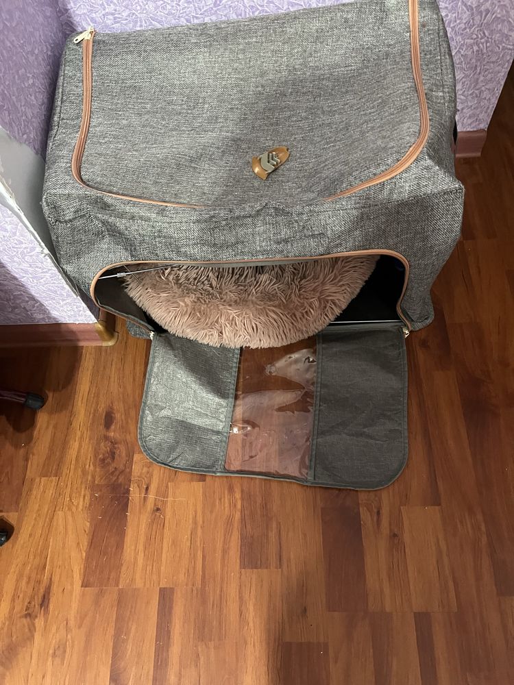 Кот обычный домашний