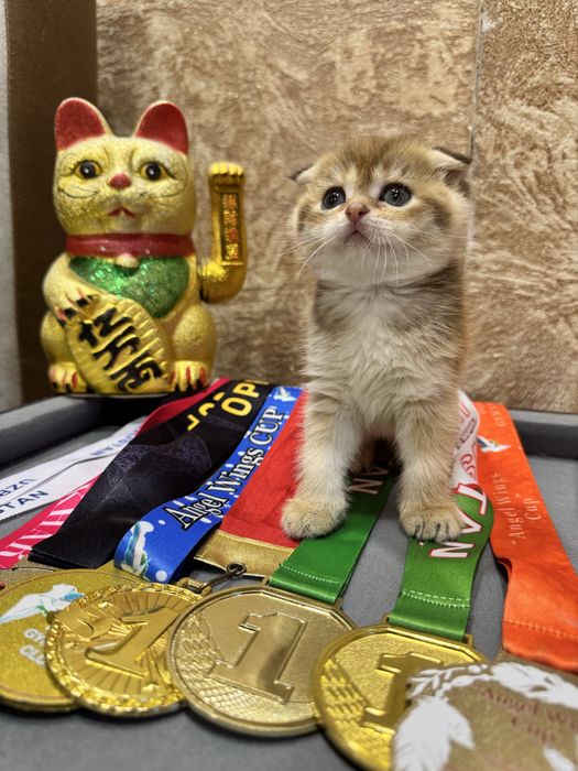 Продается скотишь фолд