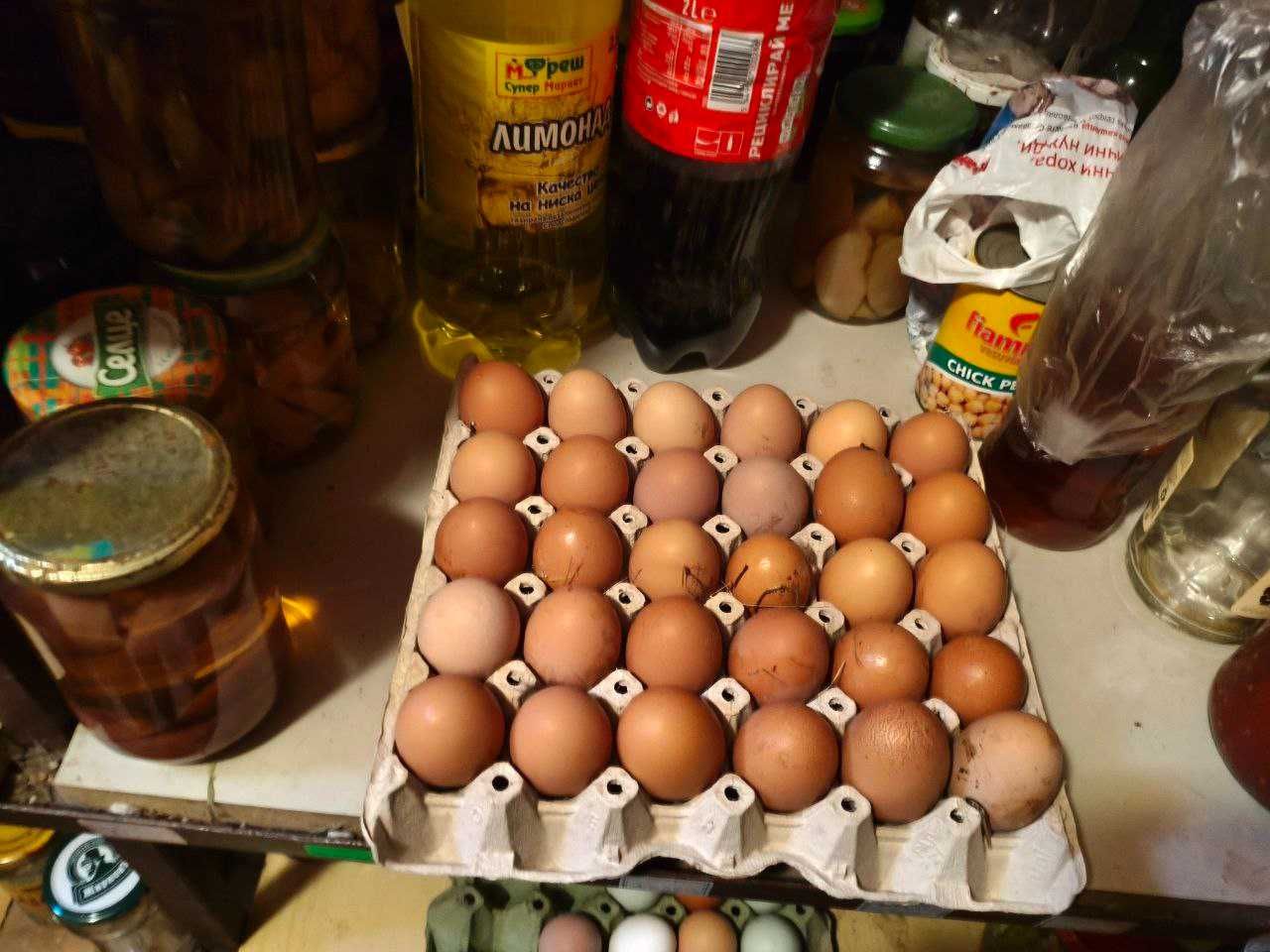Продавам носачки и яйца