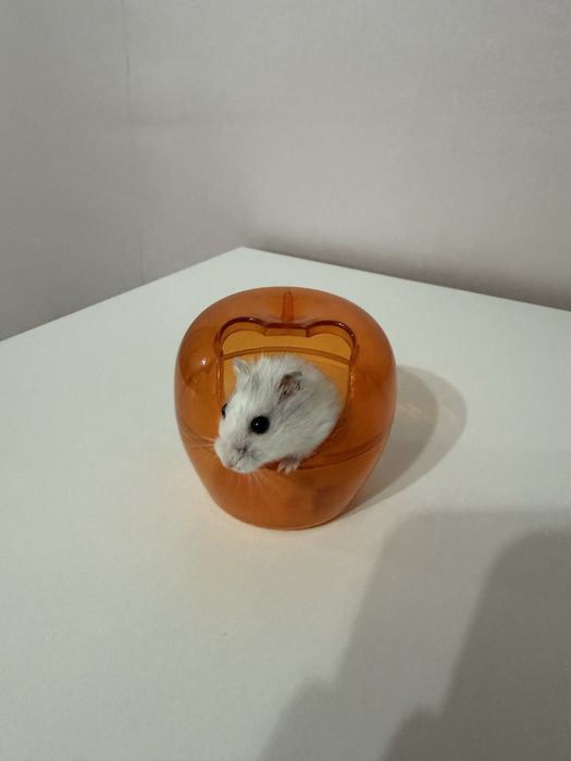 Ванночка для грызунов