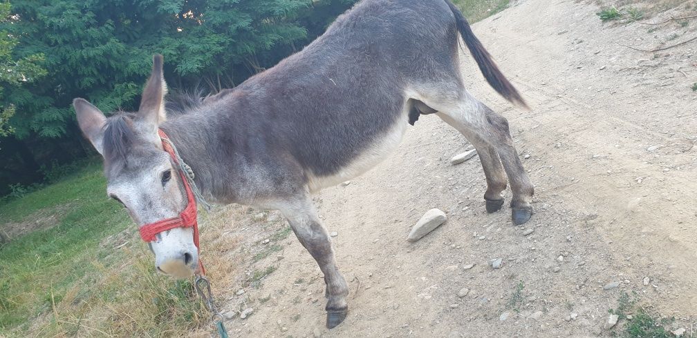 Magar de 4 ani cu tot cu șa