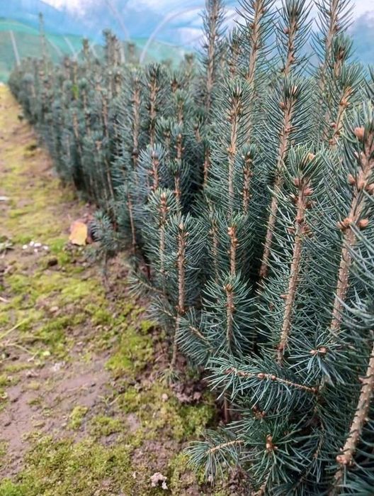 puieți forestieri pentru ampadurire pentru terenurile degradate