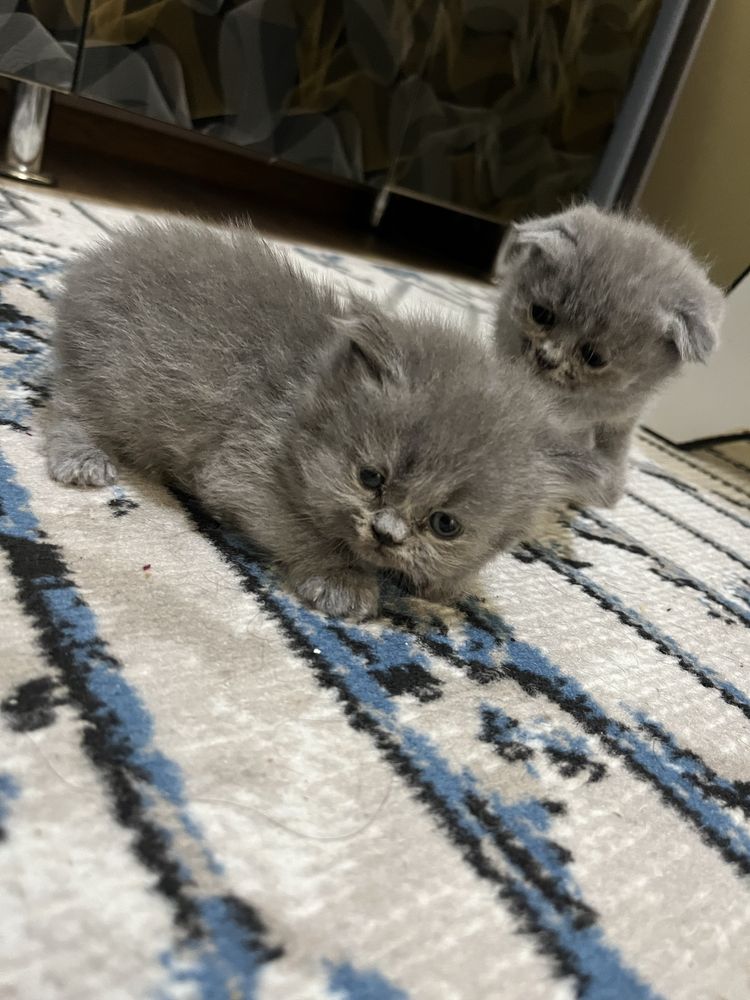 Скотш фолд Скотш страйд