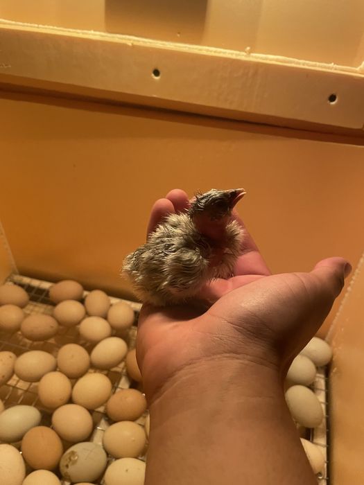 Цыплята голошейки