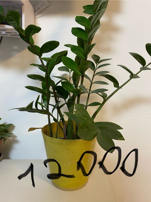 Продаю Долларовое дерево