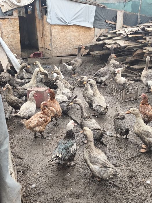 Vând rate mute,românești,pekin