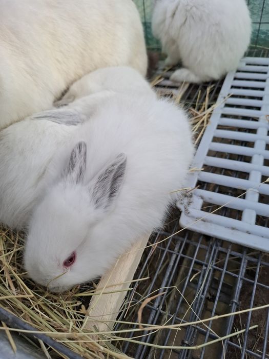 Iepurasi cap de leu si californian