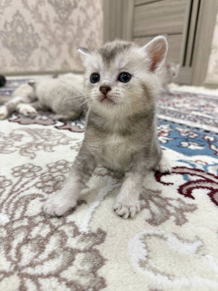 Mushuk sotiladii