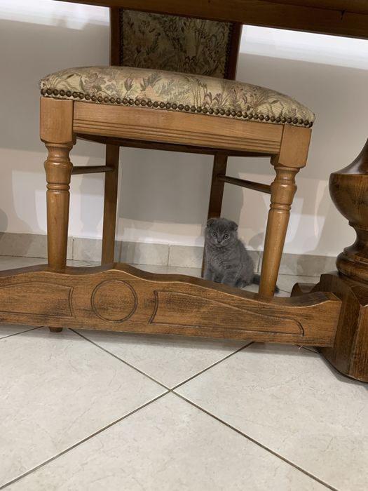 Pisica Scottish Fold