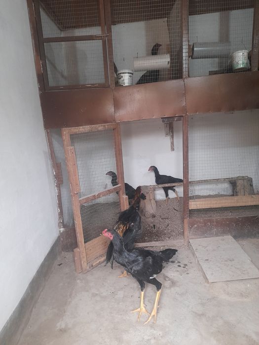 Joja xorazlar sotiladi