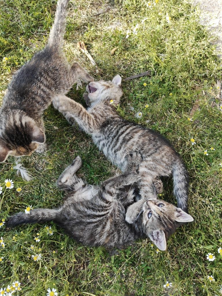Donez 7 pisoi tarcati obișnuiți cu oamenii și la litiera