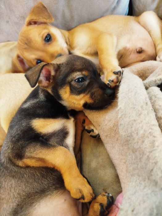 Продавам Мини Пинчер