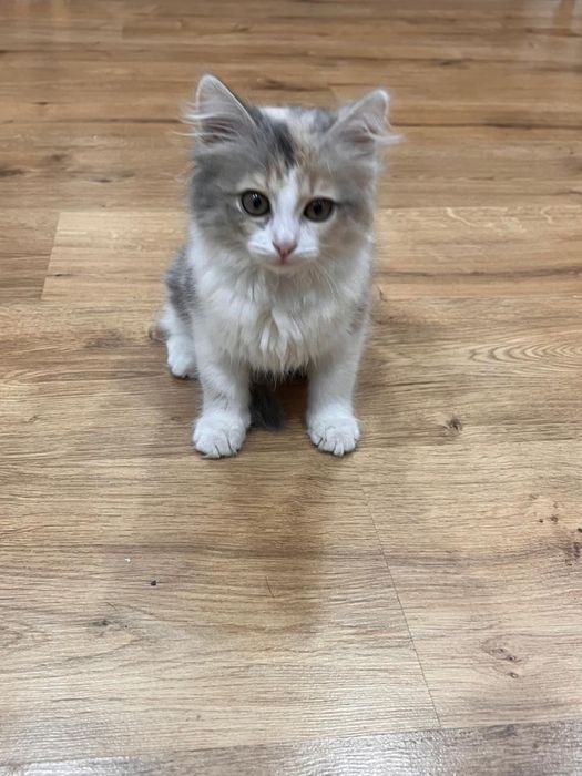 котянко в добрые руки отдам. Кому нужен звоните.