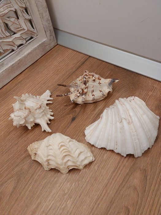 Scoici/ melci  de mare