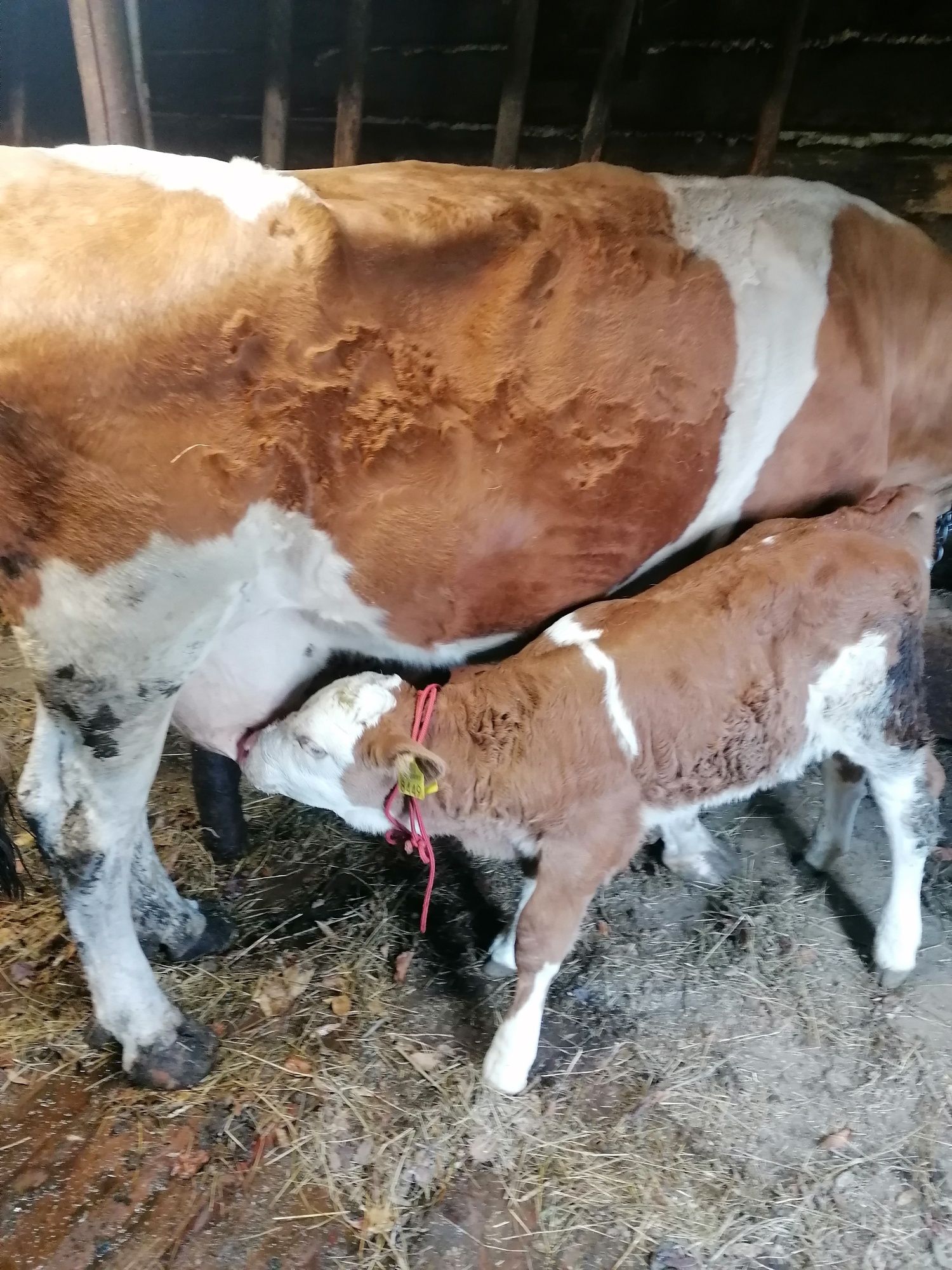 Vaca cu viteaua baltata Romaneasca  crescuta de vitea la noi