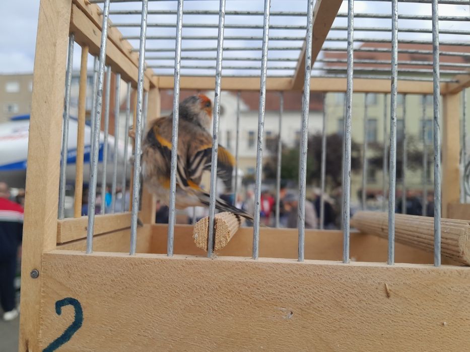 Vand Hibrizi de Canari