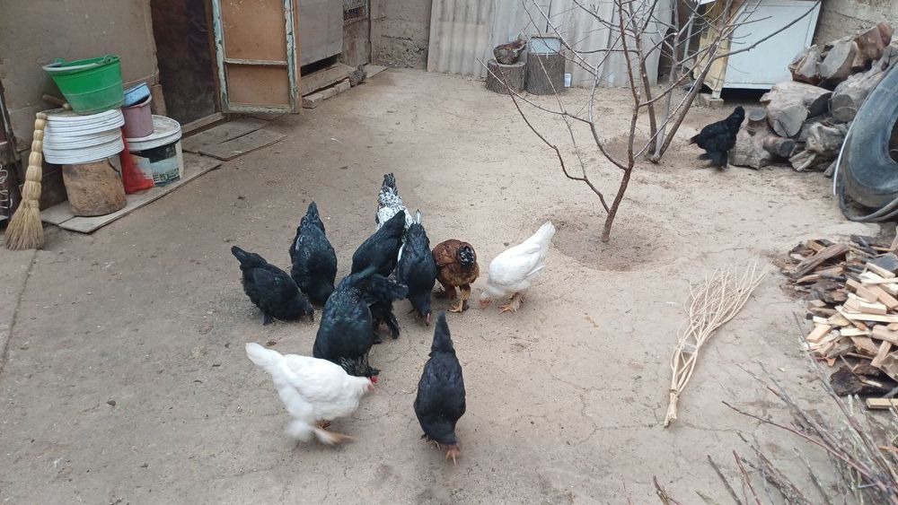 Damashni uyda ochirilga tovuq xoʻrizlar