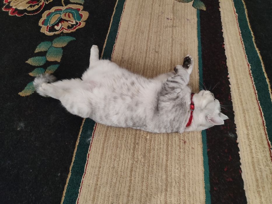 Кошка  Беременная Чистая порода шотландская вислоухая кошка она бере