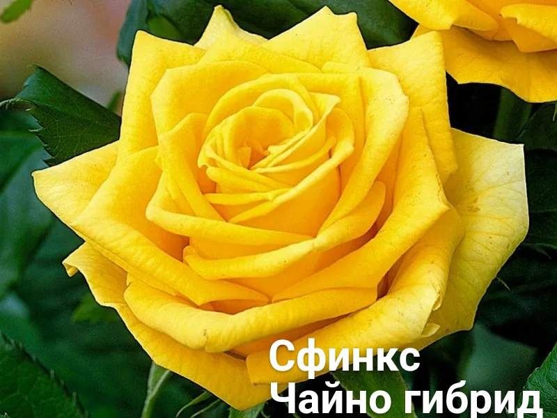 Сортовые розы для вашего красивого сада