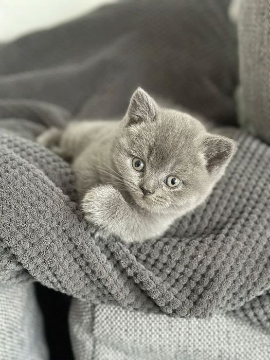 Чистокровный котёнок британский
