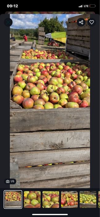 Vand mere de tuica 2025