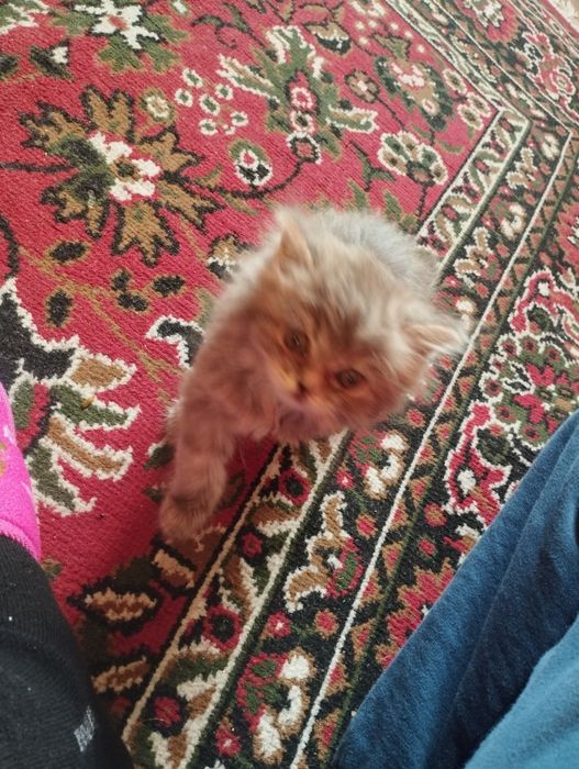 Срочно продается котята