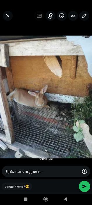 Крол обмен на крола .