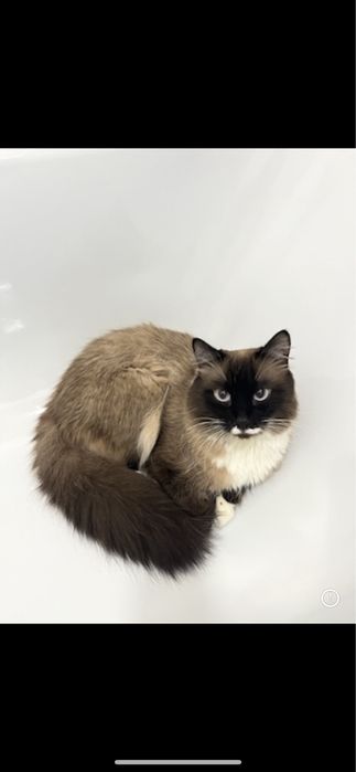 Потерялся котик Симба