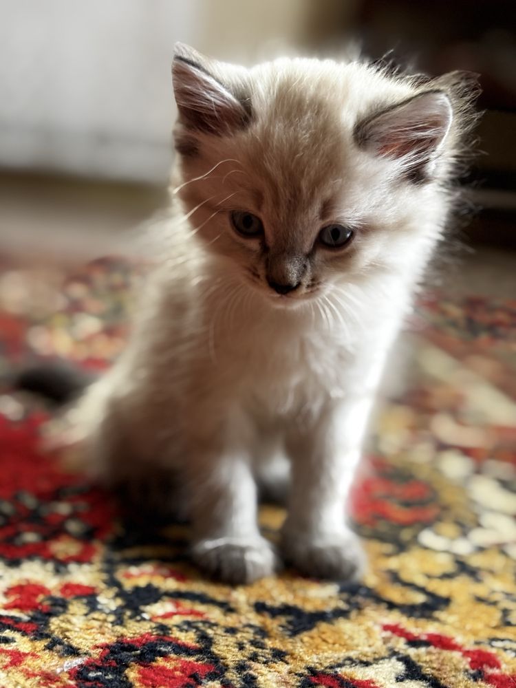 Котята бесплатно