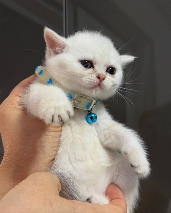 Скотиш страйт чистокровные мальчики и девочки