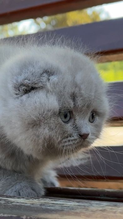 Scottish fold  de calitate.