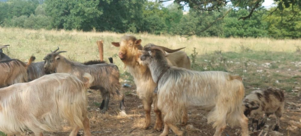 Vând 12 capre 4 capre cu lapte 3 iedițe si 4 țapi