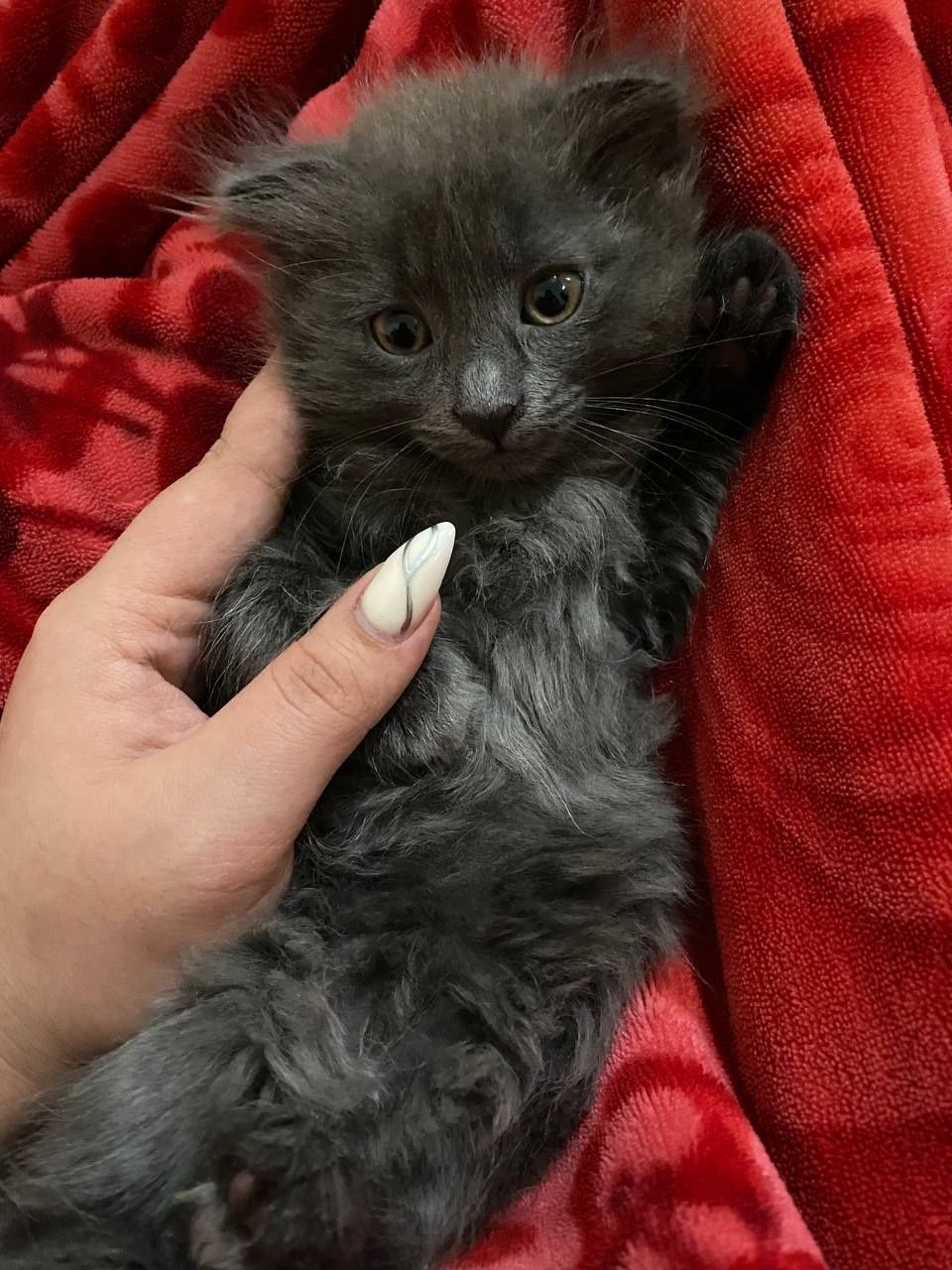 Продам срочно скотиш котята