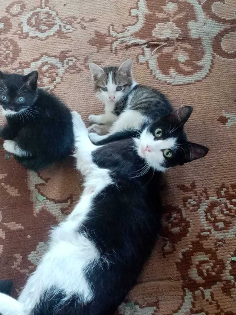 Отдам котят в добрые руки