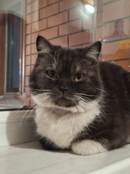 Отдам котика породы Скотиш страйт (1.5 года)