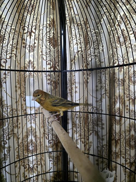 Кнарейка красное дерево