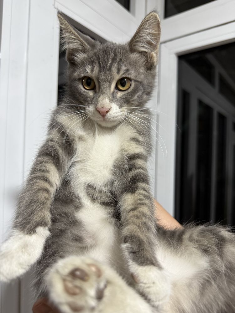 Котята мальчик и девочка